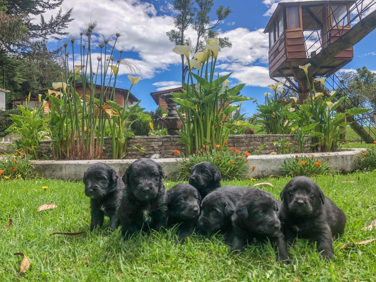 Hosteria Papagayo Cotopaxi Machachi ภายนอก รูปภาพ